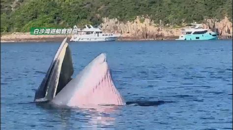 羅開光鯨魚|西貢鯨魚｜漁護署：下午知悉警方於糧船灣發現鯨魚 籲市民切勿 